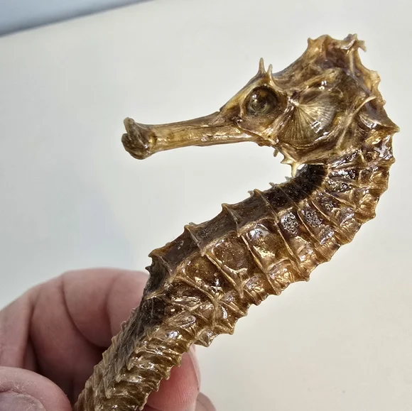 Vintage Taxidermy Seahorse Skeleton Natural Specimen 5" Hippocampus Erectus - Picture 10 of 14